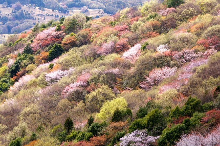 茨城県桜川市：山肌に咲く山桜